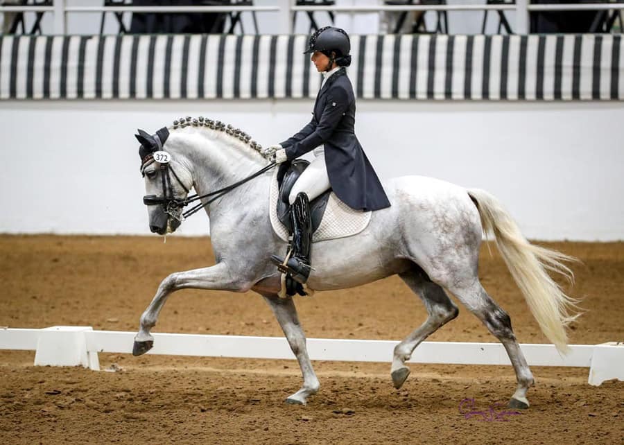 andalusian Horses For Sale in california
